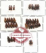 Scientific lot no. 75 Carabidae (34 pcs)