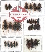 Scientific lot no. 74 Carabidae (29 pcs)