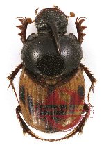 Onthophagus (s.str.) sp. 2