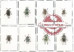 Scientific lot no. 59 Curculionidae (8 pcs - 2 pcs A2)