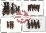 Scientific lot no. 23 Staphylinidae (18 pcs - 9 pcs A2)