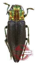 Cyphogastra (s.str.) nigripennis (red pronotum)