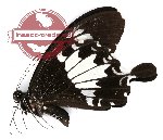 Papilio nephelus ssp. albolineatus