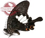Papilio iswara ssp. iswara