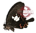 Papilio helenus helenus Linnaeus, 1758