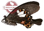 Papilio helenus helenus Linnaeus, 1758 (A-)