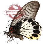 Papilio memnon memnon (A2)