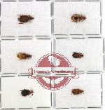 Scientific lot no. 81 Carabidae (Lebiinae) (6 pcs)
