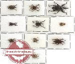 Scientific lot no. 64 Curculionidae (103 pcs)