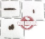 Colydidae Scientific lot no. 3 (4 pcs)