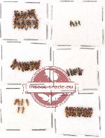 Scientific lot no. 32 Staphylinidae (50 pcs)