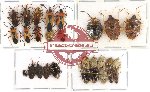 Scientific lot no. 30 Heteroptera (28 pcs)