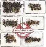 Scientific lot no. 71 Curculionidae (52 pcs)