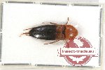 Scientific lot no. 28 Eucnemidae (1 pc)