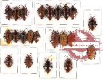 Scientific lot no. 126 Heteroptera (Scutellarinae) (22 pcs A, A-, A2)