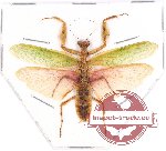 Mantidae sp. 15