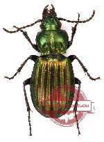 Carabidae sp. 22 (5 pcs A2)