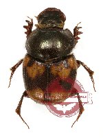 Onthophagus sp. 10A (A-)
