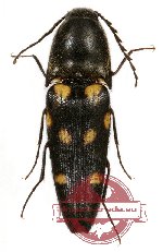 Elateridae sp. 27