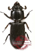 Passalidae sp. 28 (A-)