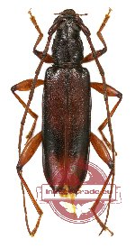 Cerambycidae sp. 50
