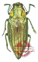 Chrysodema (Pseudochrysodema) aureofoveata
