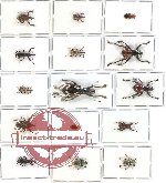 Scientific lot no. 69 Curculionidae (15 pcs)
