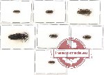 Scientific lot no. 31 Eucnemidae (7 pcs - 25 pcs A2)