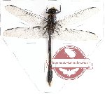 Odonata sp. 38 Gomphidia sp.