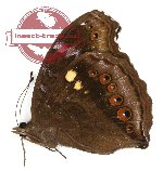 Junonia hedonia zelima (A-)