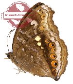 Junonia hedonia zelima