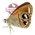 Argyronympha gracilipes (A-)