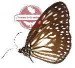 Ideopsis juventa sobrinoides