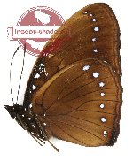 Hypolimnas pithoeka pithoeka