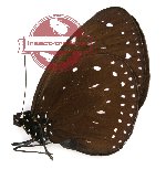 Euploea tuliolus pyres