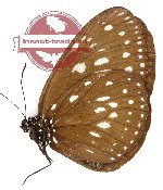 Euploea tuliolus pyres (A-)