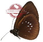 Euploea batesii honesta