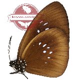 Euploea batesii honesta