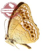 Phalanta alcippe ephyra (A-)