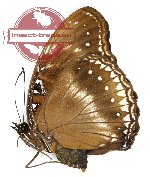 Hypolimnas alimena diphridias (A-)