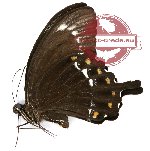 Papilio fuscus hasterti (A-)