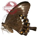 Papilio fuscus hasterti (AA-)