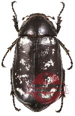 Dermolepida sp. 1