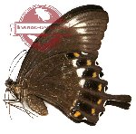 Papilio fuscus hasterti (A2)