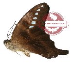 Graphium codrus gabriellae (g A2)