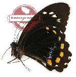 Papilio bridgei hecataeus (A-)