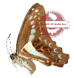 Graphium sarpedon isander (g A2)