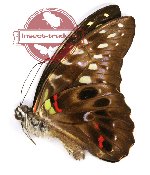 Graphium hicetaon (A-)