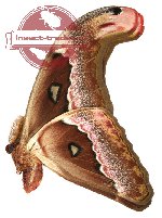 Attacus paraliae