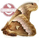 Attacus suparmani